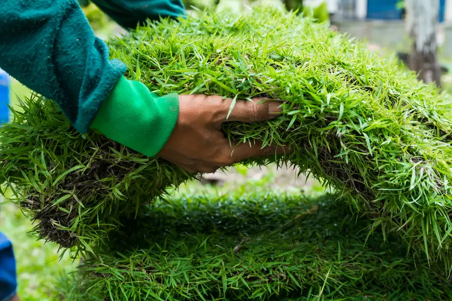 How To Maintain Your Lawn After Professional Sod Installation Lakewood, WA How To Maintain Your Lawn After Professional Sod Installation Lakewood, WA
