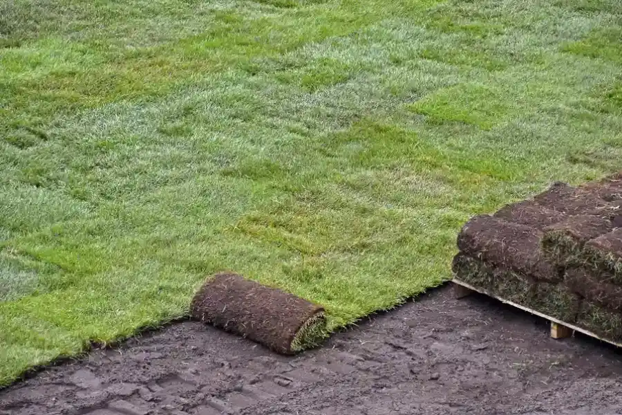 How To Maintain Your Lawn After Professional Sod Installation in Lakewood, WA How To Maintain Your Lawn After Professional Sod Installation in Lakewood, WA