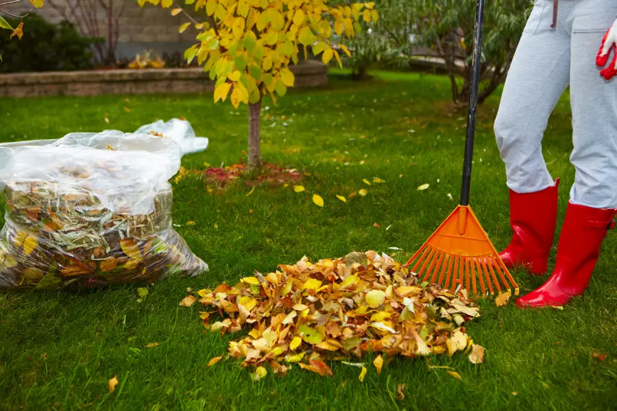 Reputable Yard Cleanup Lakewood, WA Reputable Yard Cleanup Lakewood, WA